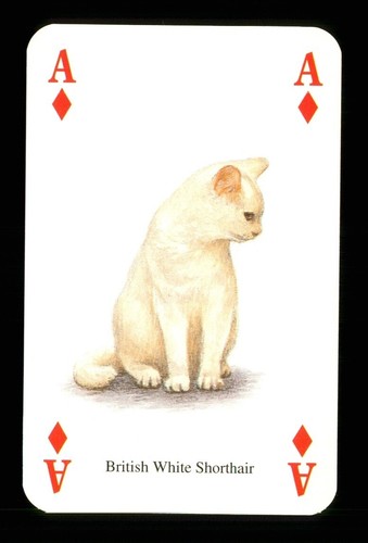 Playing card a cat - of,
