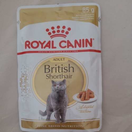 British shorthair chunks - british,