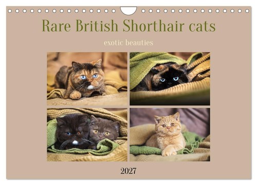 Rare british shorthair cats - shorthair,