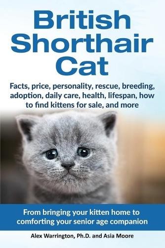 British shorthair cat from - british,