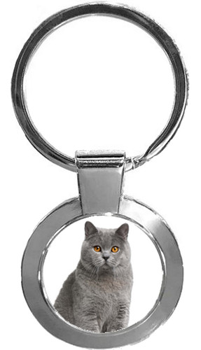 British shorthair grey cat pet - shorthair,