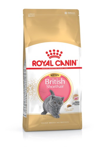 British shorthair kitten cibo - kitten,