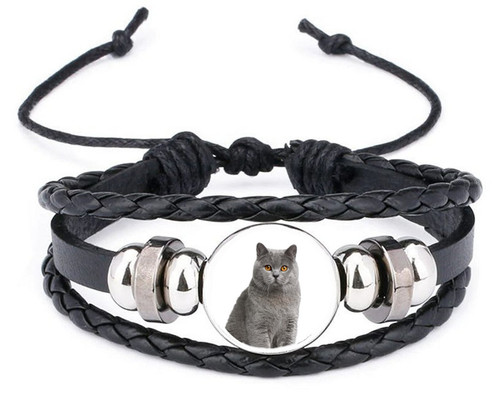 British shorthair grey cat - grey, pet