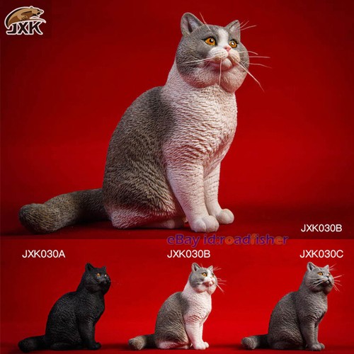 Jxk british shorthair - jxk, 1/6