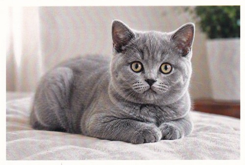 Cartolina gatto british - ,
