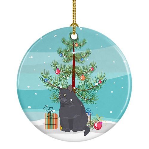 Gatto pelo corto inglese - gatto, a