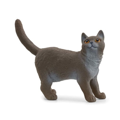 Gatto british shorthair - british,