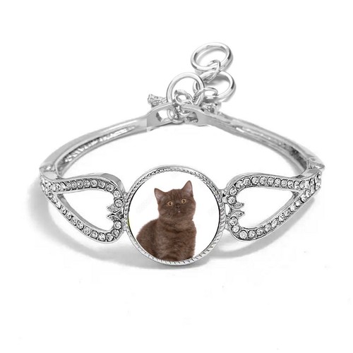 British shorthair cat - cat, silver