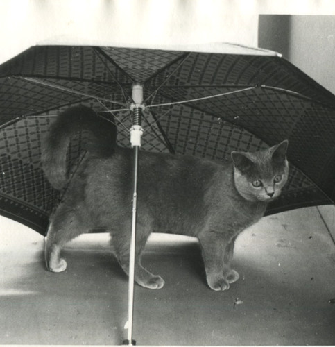 Foto vintage carino russo blu - foto,