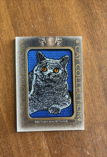 British shorthair 2020 upper - british,
