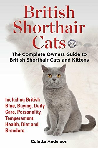 British shorthair cats the - british, cats,