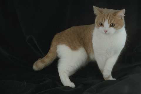 458022 british shorthair - 458022,