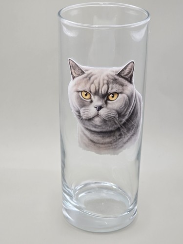 British shorthair cat - british,