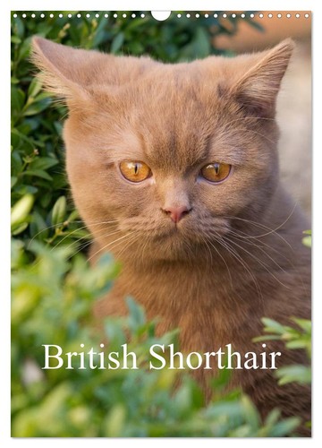 British shorthair wall - british,
