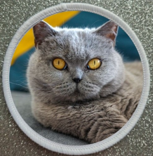 British shorthair cat iron - british,