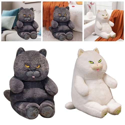 Gatto british shorthair - gatto,