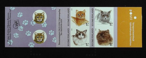 Persian british shorthair - british,