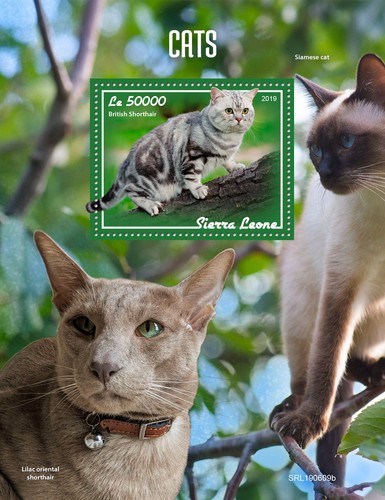 Francobolli gatti britannici - gatti,