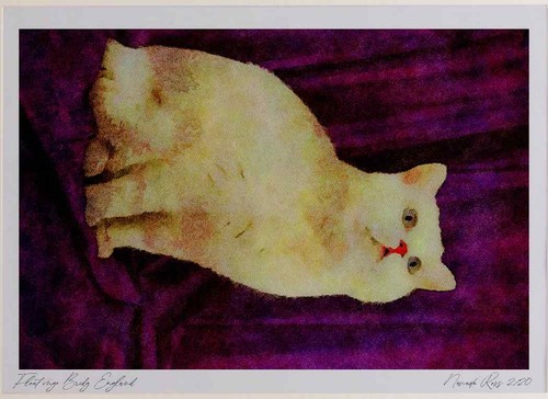 458021 british shorthair - british,
