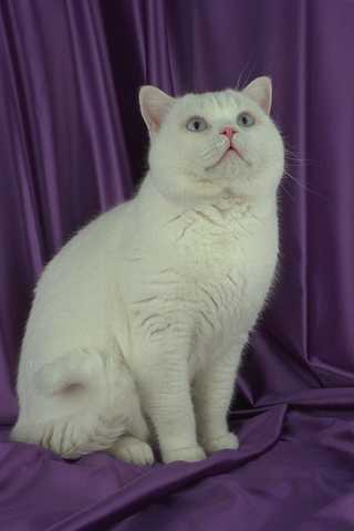 458021 british shorthair white - 458021,