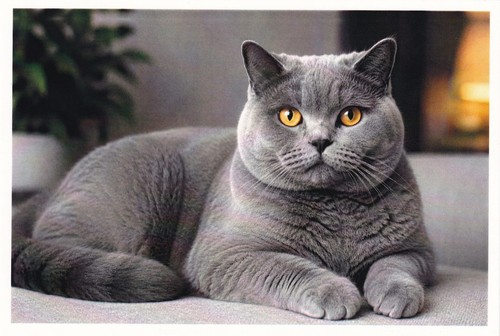 Foto gatto british - foto,